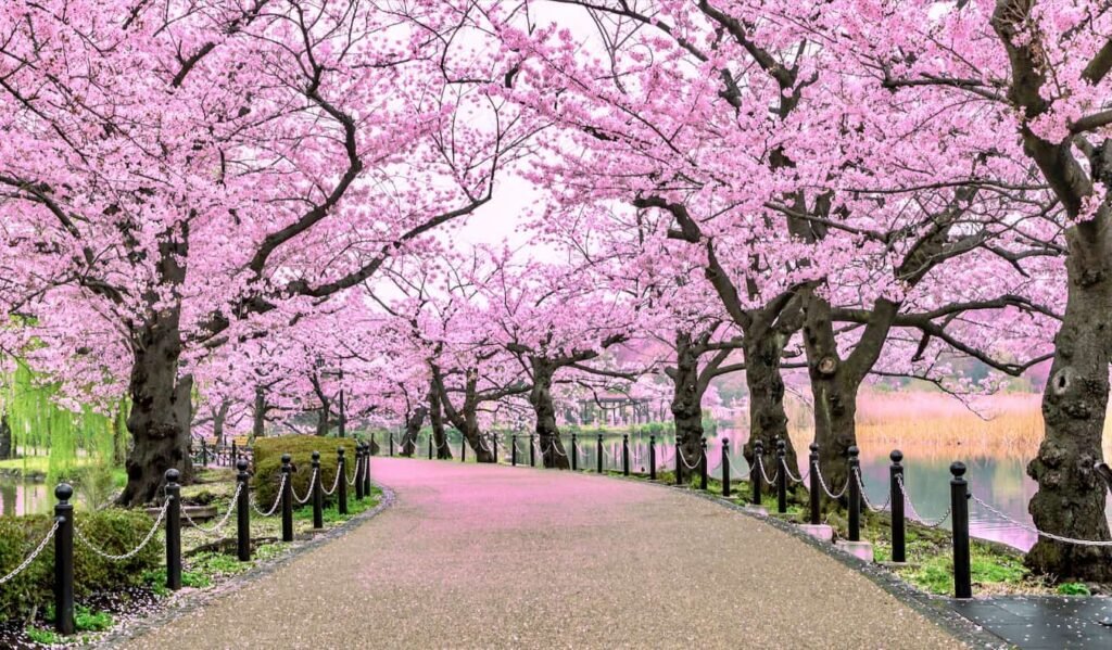 7-day trip to Japan on a budget