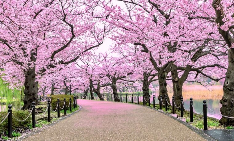 How to Plan a 7-Day Trip to Japan on a Budget